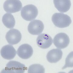 Gametocyte