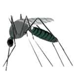 link={{filepath:Mosquito.png