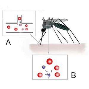 Infection of the mosquito
