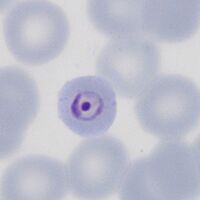 The central chromatin dot