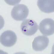 Multiple parasite form