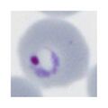 Thumbnail for version as of 10:44, 11 November 2024