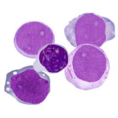 Population E granulocytic cells