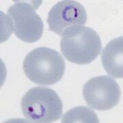 Double dot form and normal ring