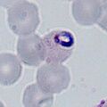Thumbnail for version as of 09:47, 3 June 2024