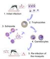 link={{filepath:New_Malaria_Lifecycle.jpg