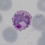 Intermediate trophozoite