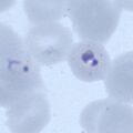 Thumbnail for version as of 16:49, 1 June 2024