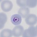 Thumbnail for version as of 16:36, 1 June 2024